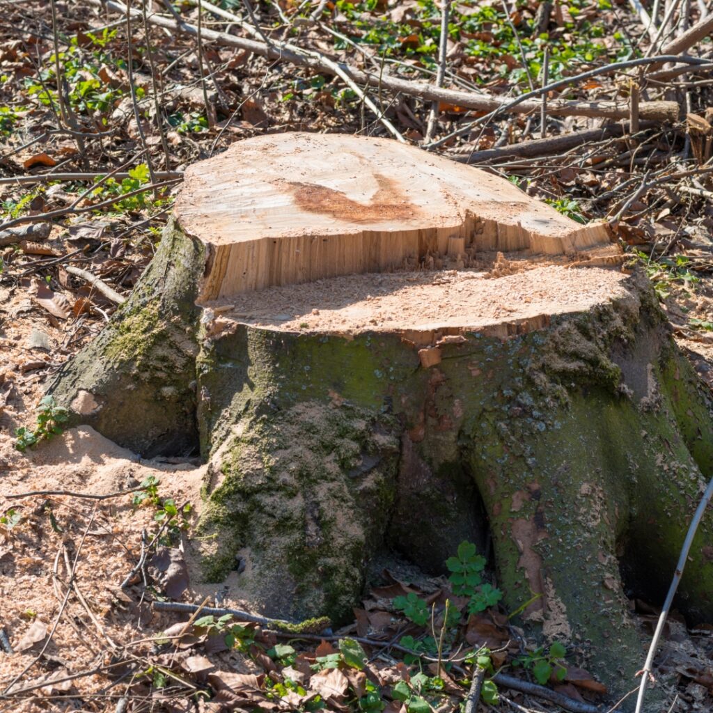 Stump Removal & Grinding Georgia